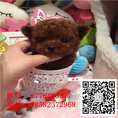 郴州哪里有卖长不大小体贵宾犬 茶杯贵宾红色