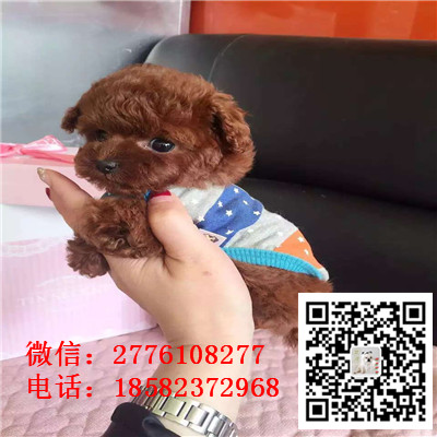 平谷哪里有卖长不大小体贵宾犬 茶杯贵宾红色黑色灰色多少钱 巨型贵宾多少钱