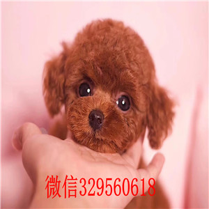 南昌贵宾犬出售 南昌贵宾多少钱一只  贵宾幼犬出售 