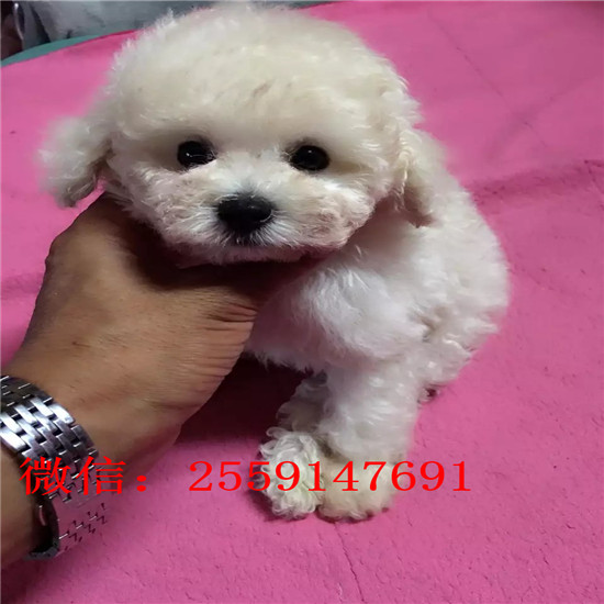 济南哪里有贵宾犬舍 济南哪里卖灰色贵宾 白色