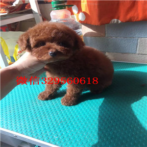  上海嘉定哪里有卖贵宾的 玩具贵宾多少钱 标