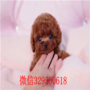  泰安哪里有贵宾犬出售 贵宾幼犬哪里的纯种健