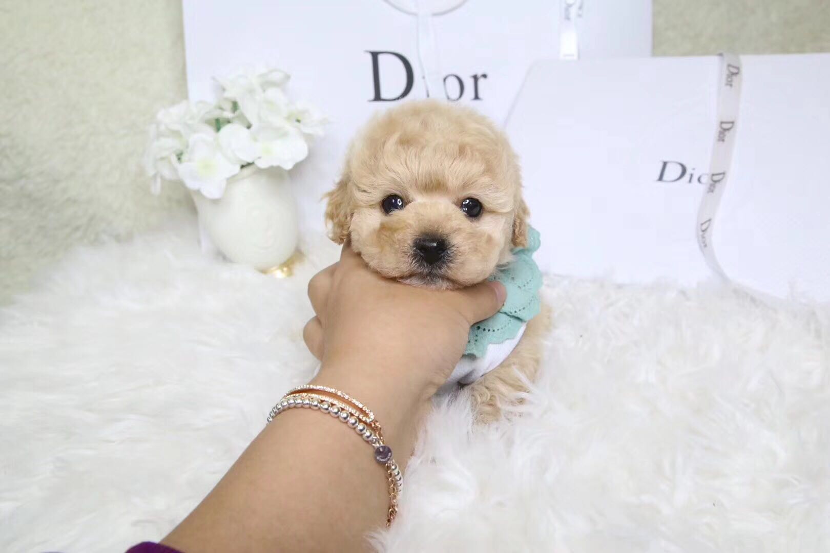 长沙市哪里卖巨型贵宾 长沙市红色巨贵价格 白