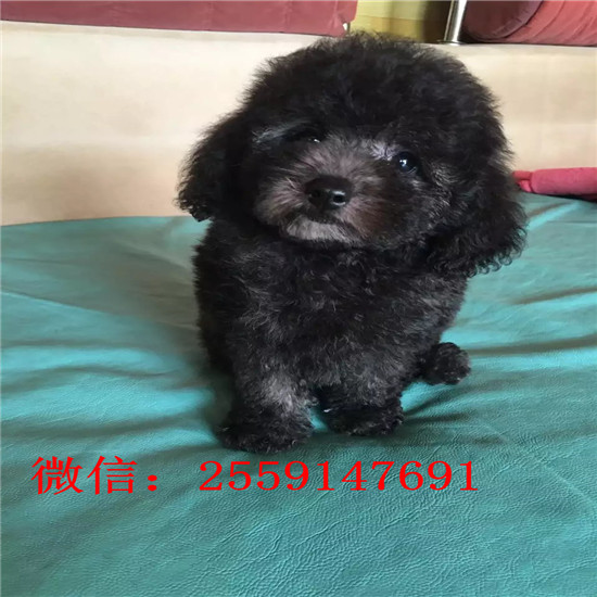 佛山白色贵宾价格 佛山巨型贵宾多少钱 纯种贵