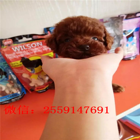 西宁哪里有贵宾犬舍 西宁哪里卖灰色贵宾 白色贵宾怎么卖