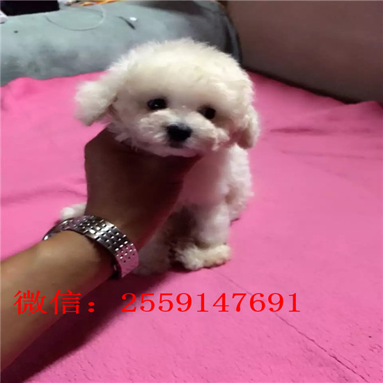 西宁哪里有贵宾犬舍 西宁哪里卖灰色贵宾 白色贵宾怎么卖