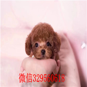  青岛出售玩具红贵宾，精品玩具巧克力色贵宾，玩