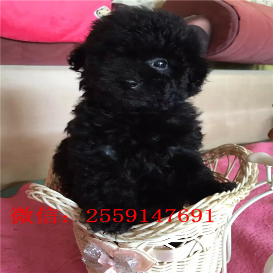 西宁哪里有贵宾犬舍 西宁哪里卖灰色贵宾 白色贵宾怎么卖