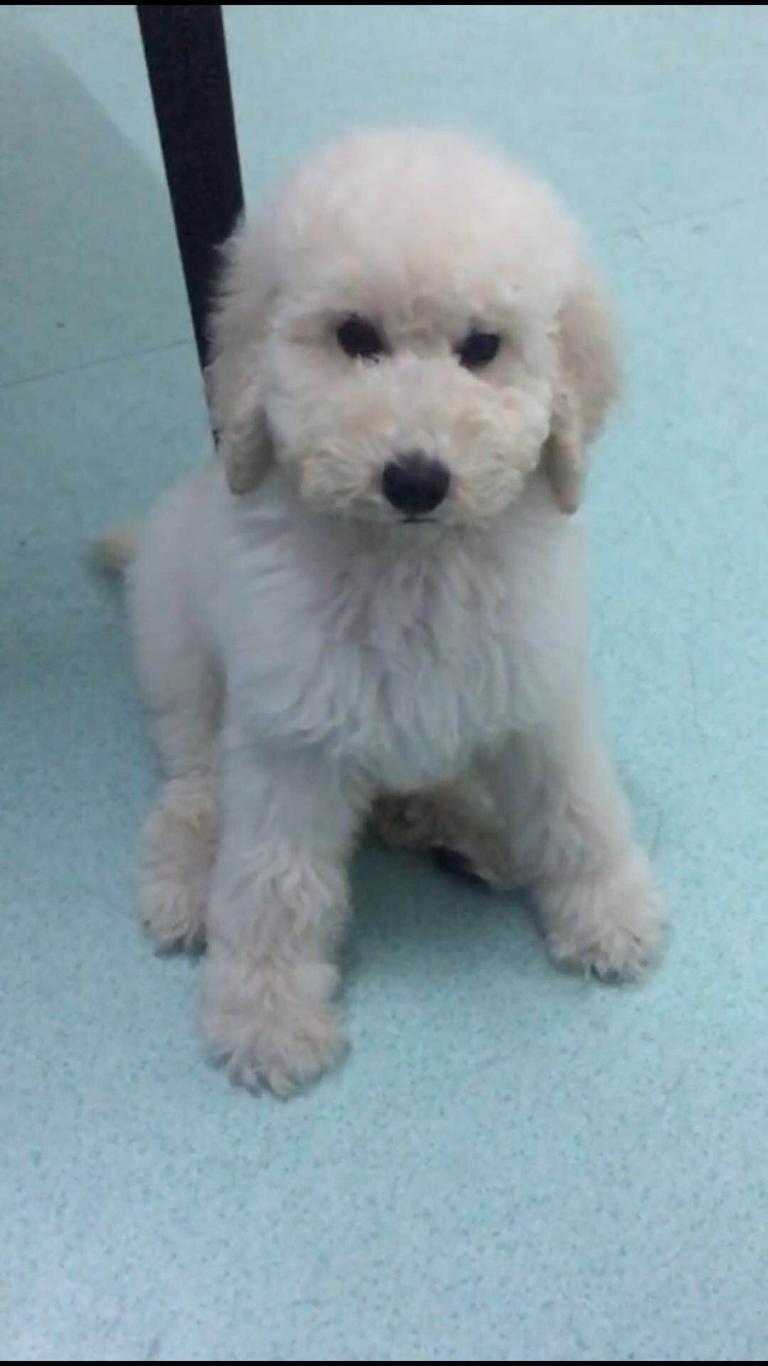 自养三个月大的白色巨贵犬（公），寻爱狗人士，有偿领