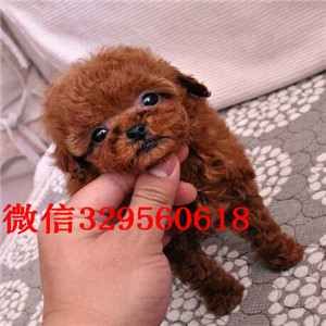 黑河哪里有出售巨型贵宾可爱小体型贵宾宝宝小体灰色泰迪贵宾哪里有巨贵卖多少钱