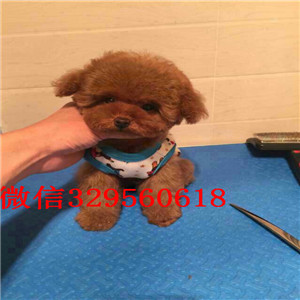 滨州纯种贵宾多少钱一只可爱小体型贵宾宝宝哪