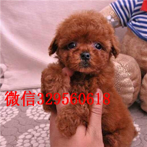 黑河哪里有出售巨型贵宾可爱小体型贵宾宝宝小体灰色泰迪贵宾哪里有巨贵卖多少钱