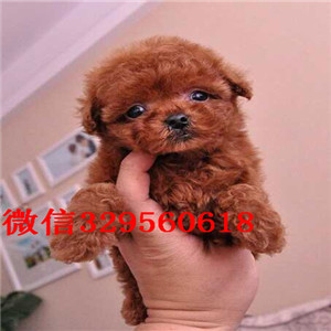 黑河哪里有出售巨型贵宾可爱小体型贵宾宝宝小体灰色泰迪贵宾哪里有巨贵卖多少钱