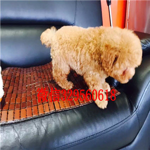 佳木斯纯种贵宾多少钱一只基地繁殖巨型贵宾犬