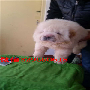 深圳哪里有出售巨型贵宾基地繁殖巨型贵宾犬巨型贵宾好养吗哪里有卖纯种贵宾的