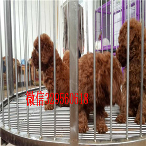 沈阳哪里有出售巨贵犬的可爱小体型贵宾宝宝小