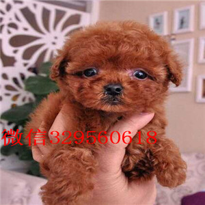 黑河哪里有出售巨型贵宾可爱小体型贵宾宝宝小体灰色泰迪贵宾哪里有巨贵卖多少钱