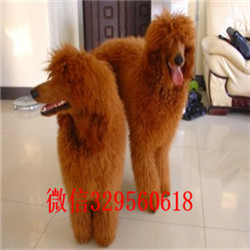 沈阳哪里有卖巨型贵宾巨型贵宾多少钱一只哪里