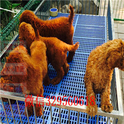 青岛出售纯种巨贵巨型贵宾长大有多高白色巨型