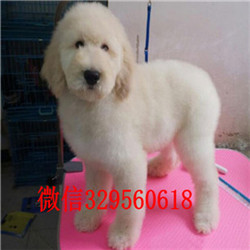 昌吉哪里有卖巨型贵宾巨型贵宾多少钱一只白色