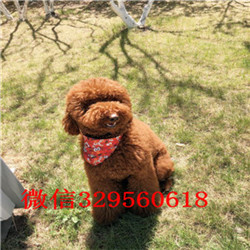 昌吉哪里有巨贵卖多少钱巨型贵宾长大有多高哪