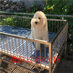 巴音郭楞哪里能买到巨贵巨型贵宾多少钱一只红