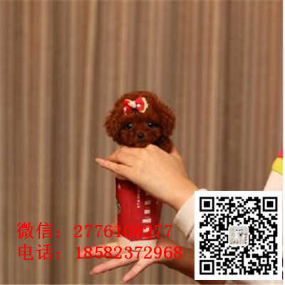 沈阳哪里有纯种贵宾幼犬出售 贵宾犬哪里的长