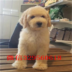 铁岭哪里有卖巨型贵宾巨型贵宾长大有多高红色