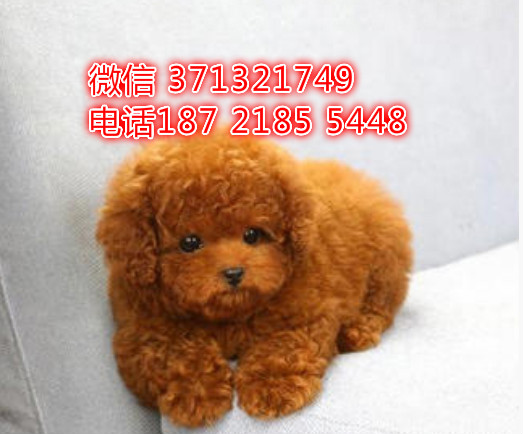 贵宾犬出售纯种 小型犬贵宾狗狗，青岛特价犬舍