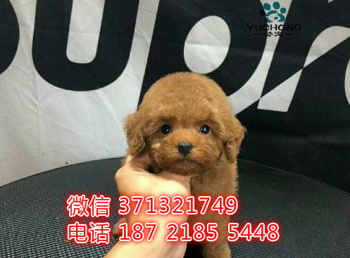 贵宾犬出售纯种，一窝小型犬贵宾犬狗狗 可以自