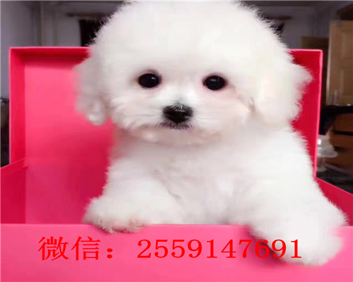 长沙哪里卖茶杯贵宾犬 长沙哪里卖巨型贵宾 长