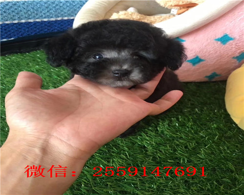 佛山哪里卖纯种贵宾犬 佛山白色贵宾多少钱 佛