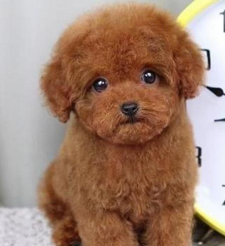 石家庄狗场出售纯种贵宾犬宠物狗市场在哪买狗