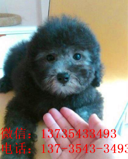 昭通犬舍出售纯种贵宾犬宠物狗市场在哪里买狗卖狗