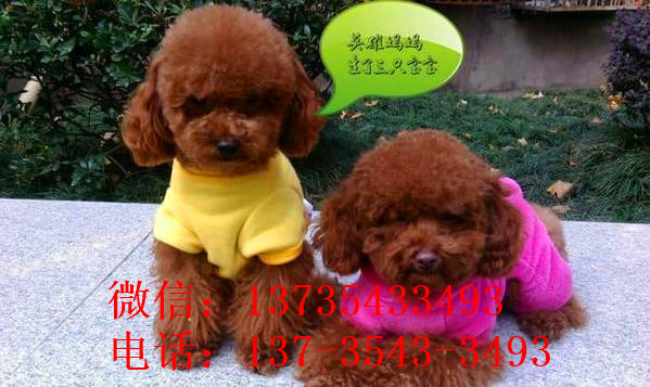 西安贵宾犬出售纯种迷你贵宾犬狗市场在哪买狗