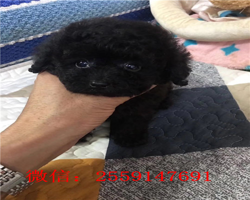 西安哪里卖巨型贵宾犬 西安贵宾多少钱 西安红色贵宾怎么卖 西安灰色贵宾