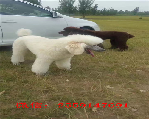 长沙哪里卖巨型贵宾犬 长沙灰色贵宾怎么卖的 