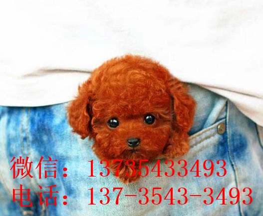 济南贵宾犬出售纯种迷你贵宾犬狗市场在哪买狗