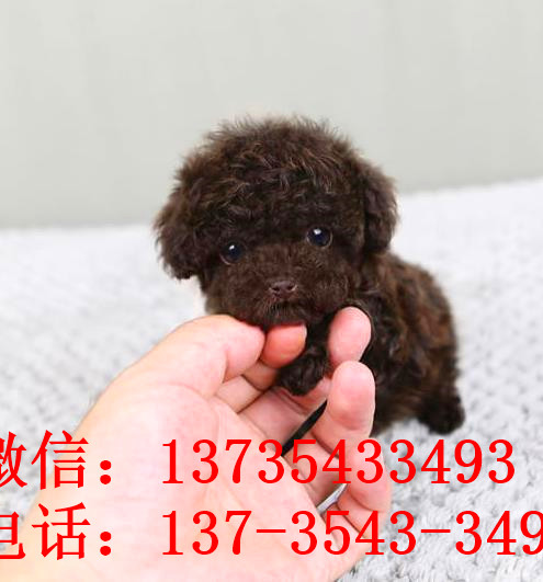 上海宠物狗狗出售纯种贵宾犬小迷你贵宾犬活体宠物狗