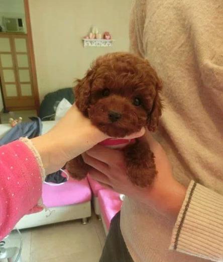 东营宠物狗场出售纯种贵宾犬哪里有狗市场在哪