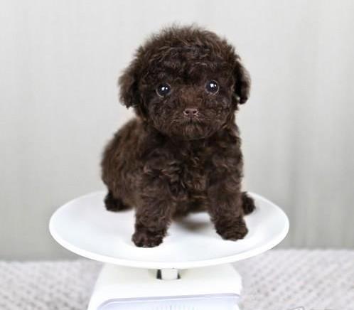 新余犬舍出售纯种贵宾犬 宠物狗市场在哪 哪里