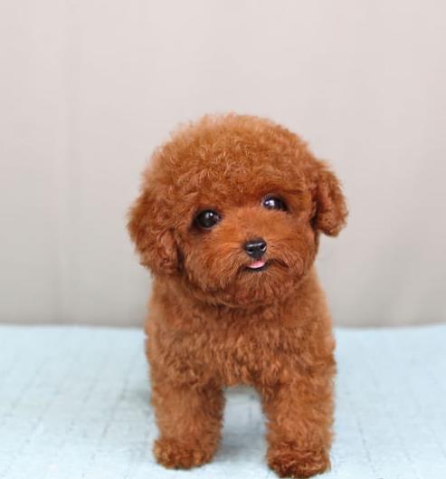 许昌宠物狗场出售纯种贵宾犬哪里有狗市场在哪