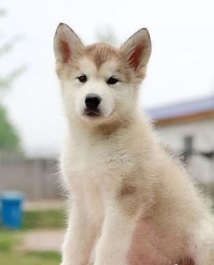 西安宠物狗犬舍出售纯种哈士奇犬哪里有宠物狗