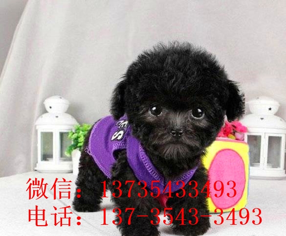 昭通犬舍出售纯种贵宾犬宠物狗市场在哪里买狗卖狗