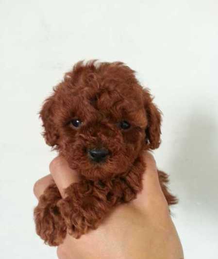 合肥宠物狗狗出售纯种贵宾犬小迷你贵宾犬活体