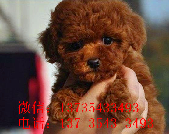 昭通犬舍出售纯种贵宾犬宠物狗市场在哪里买狗卖狗