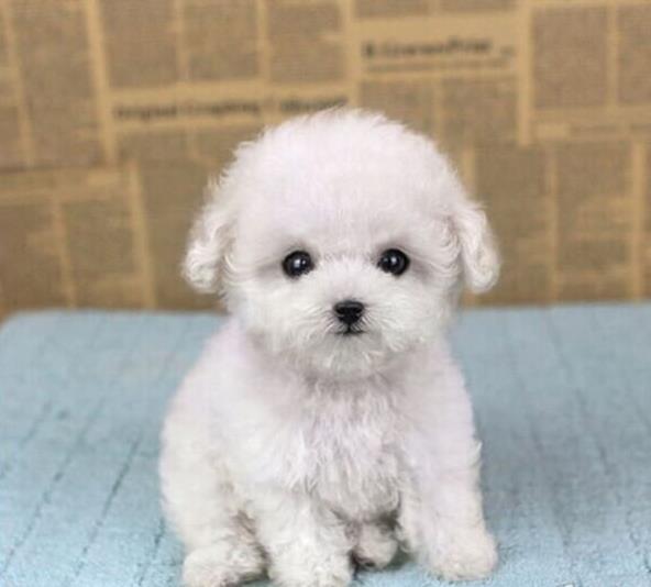 长沙宠物狗犬舍出售纯种贵宾犬宠物狗市场网站