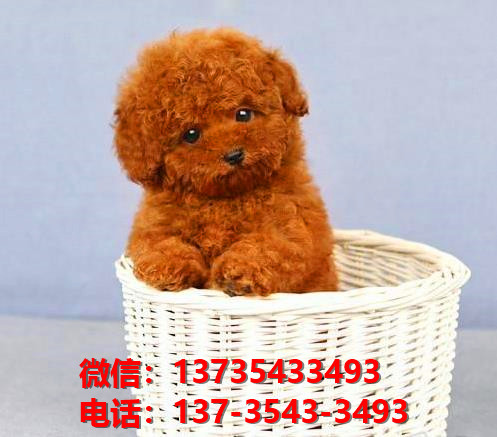 合肥犬舍 出售纯种贵宾犬 买狗卖狗宠物狗网领