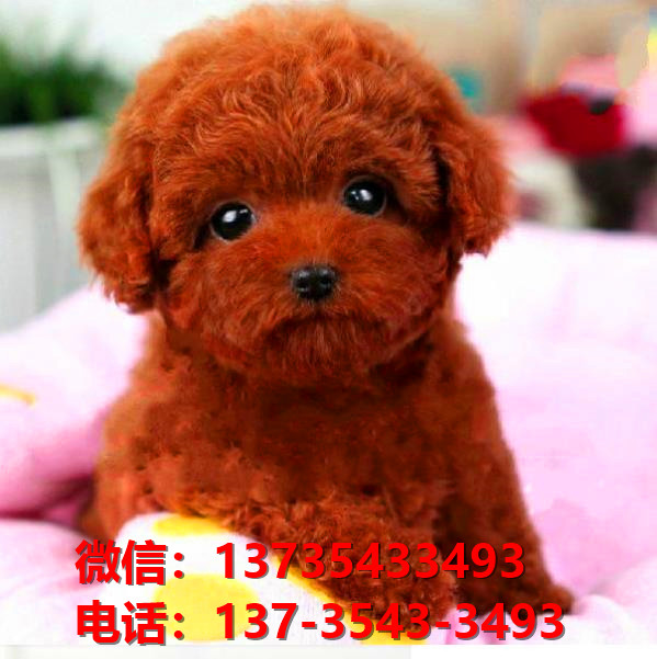 潍坊犬舍出售纯种贵宾犬 宠物狗市场在哪 哪里