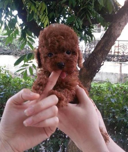 益阳宠物狗场出售纯种贵宾犬哪里有狗市场在哪